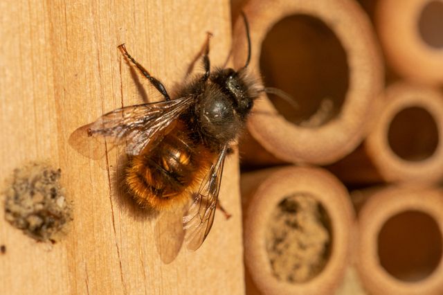 Printemps: retour des abeilles solitaires dans les maisonnettes posées à leur intention. Osmie cornue, très fréquente.