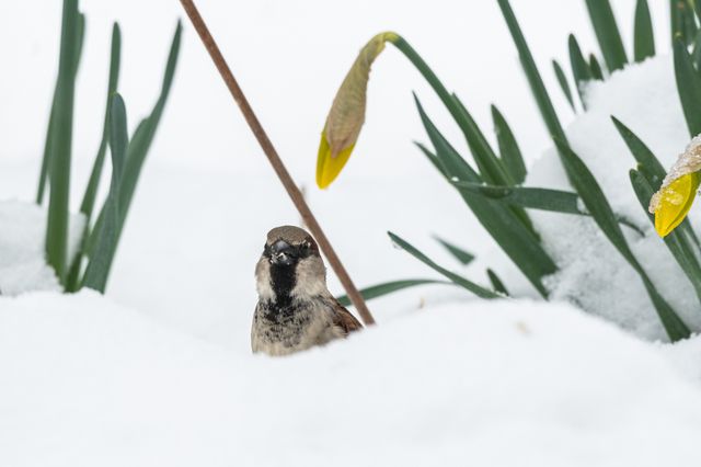 Retour surprise de la neige. Un Moineau domestique perdu dans les jonquilles en pause forcée