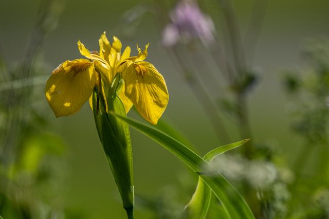 Iris des marais, si belle et si éphémère. Elle ne dure qu'un jour !